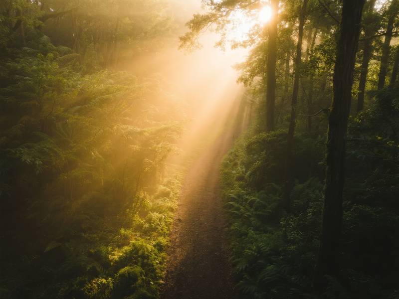晨光穿透林间小径图片
