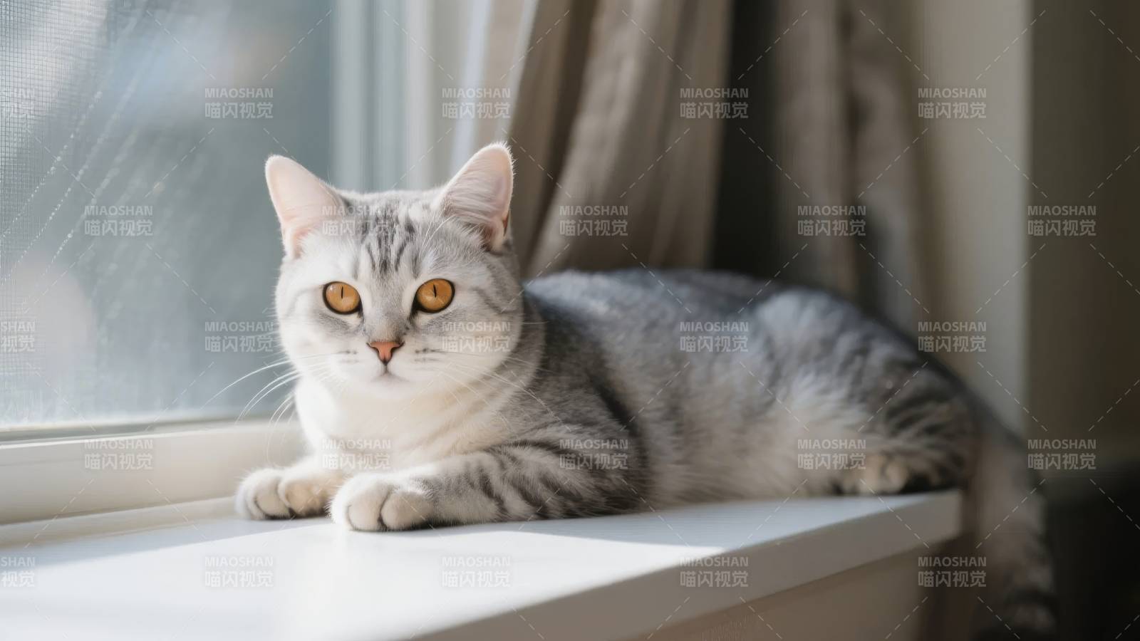 窗边猫咪静卧图片