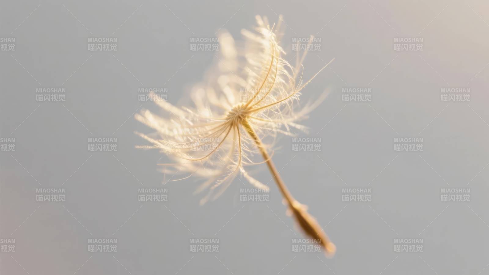 蒲公英飘飞图片