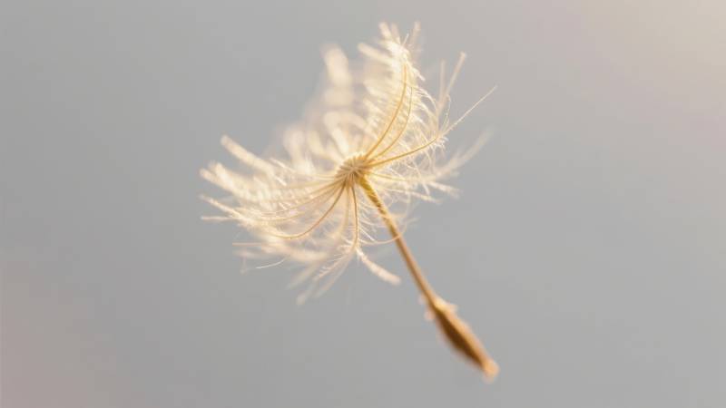 蒲公英飘飞图片