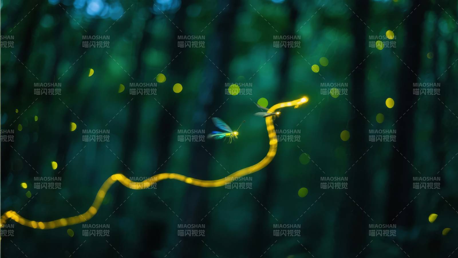 萤火虫的光之舞图片