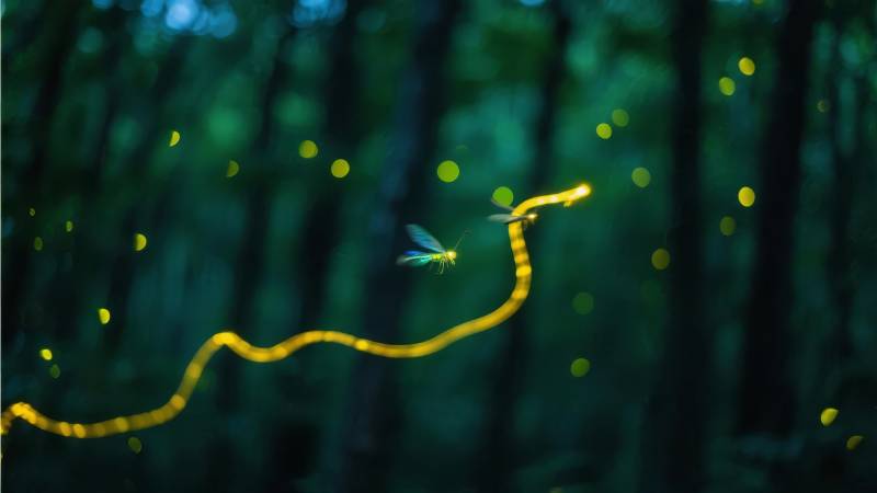 萤火虫的光之舞图片
