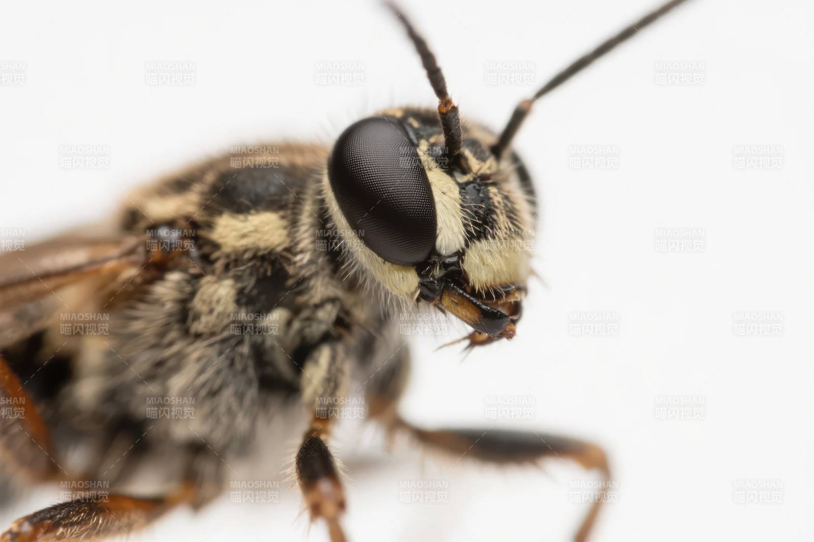 蜜蜂特写镜头图片