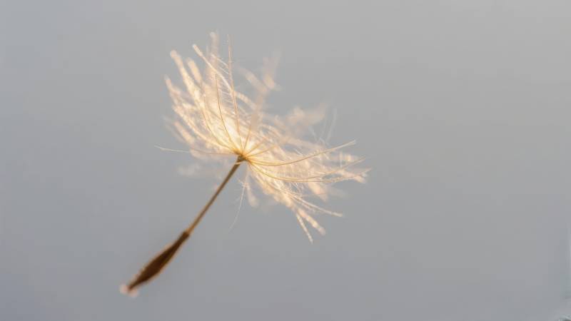 蒲公英飘飞图片