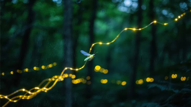 萤火虫的光之舞图片