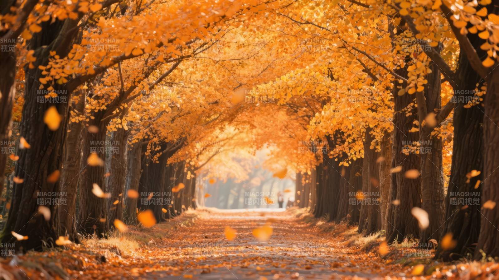 秋叶铺就的金色长廊图片