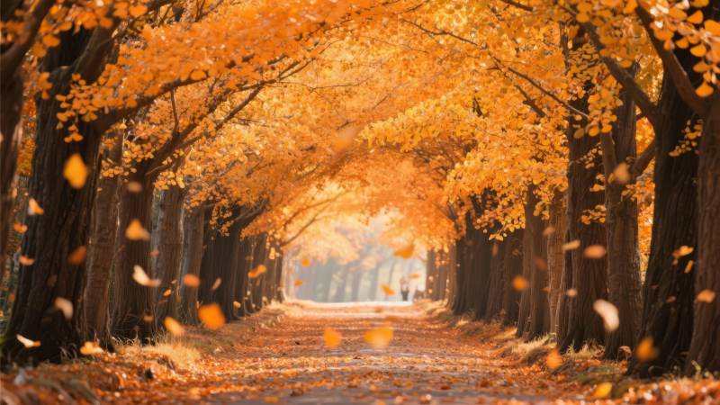 秋叶铺就的金色长廊图片