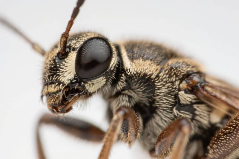 昆虫特写镜头图片