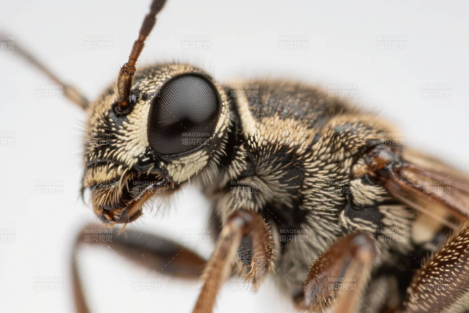昆虫特写镜头图片