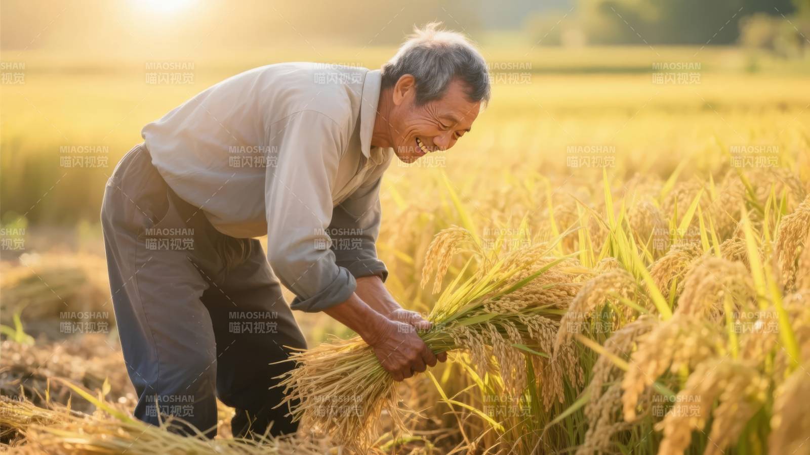 稻田里的丰收笑容图片