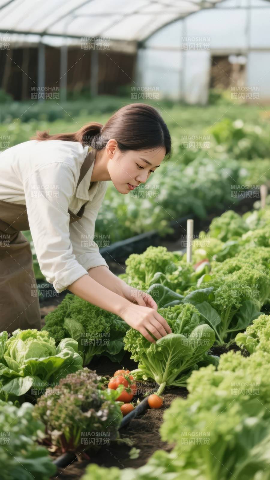 田园采摘时光图片
