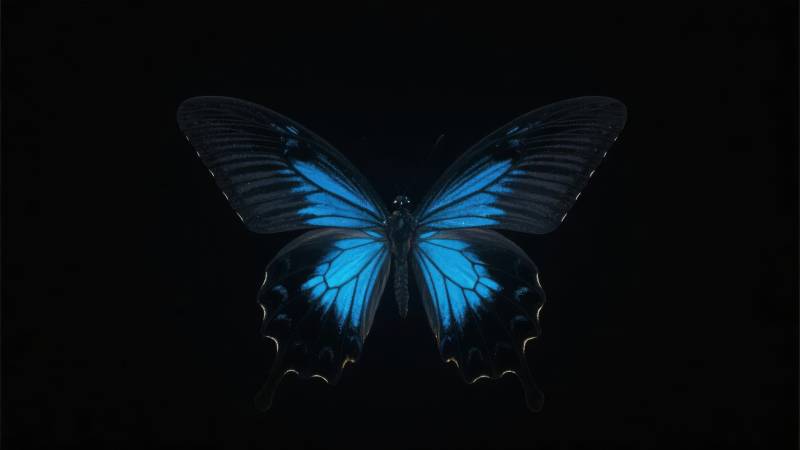 蓝蝶翩跹图片
