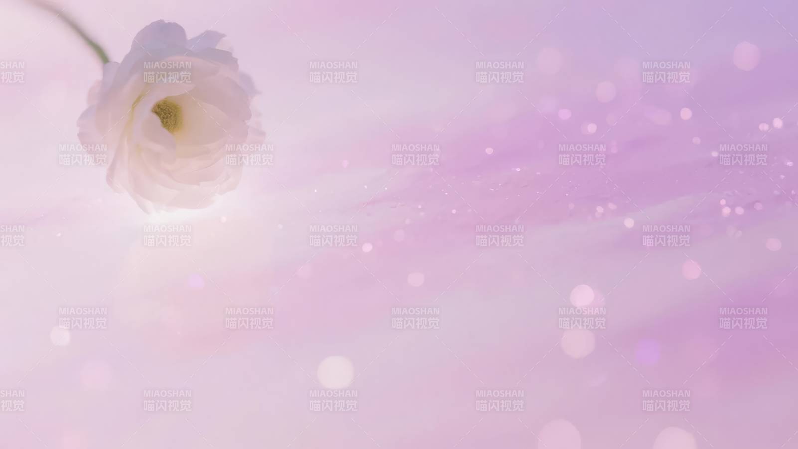 柔光中的白玫瑰图片