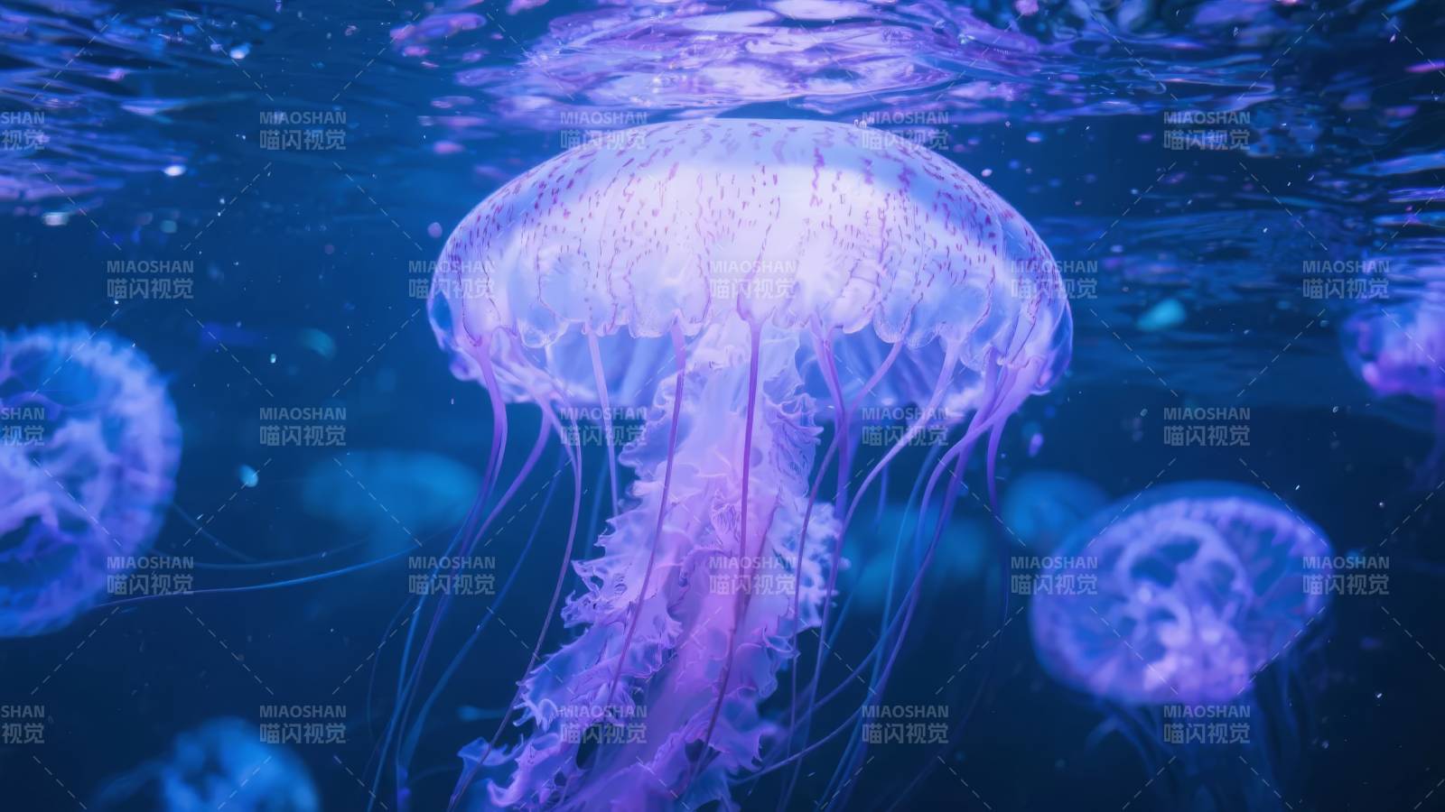 梦幻水母光影图片