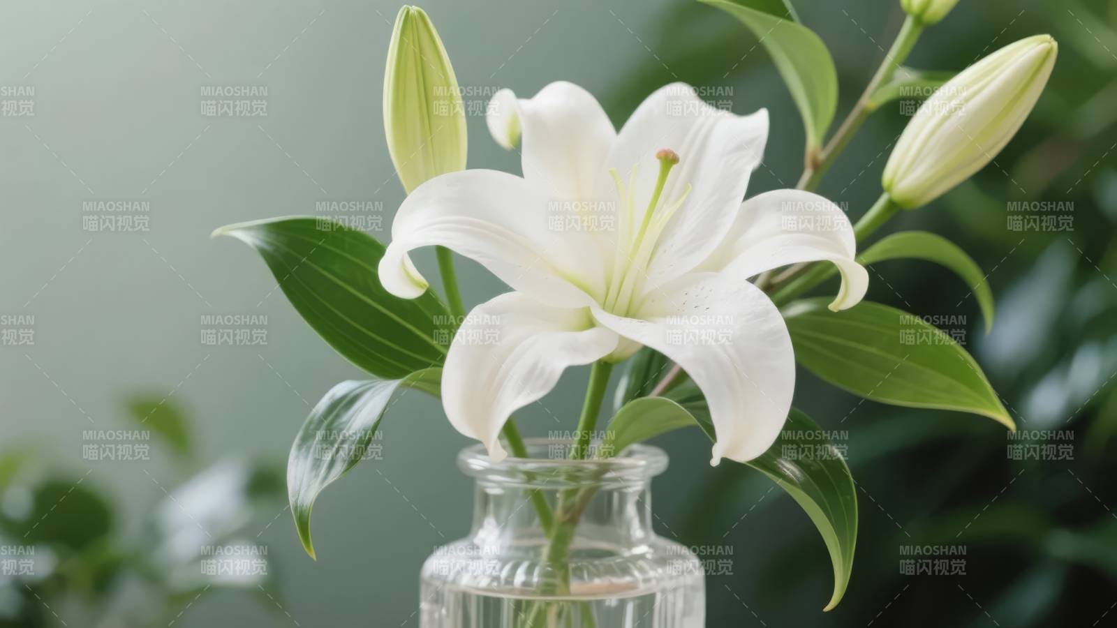 白花绽放 绿叶相伴图片