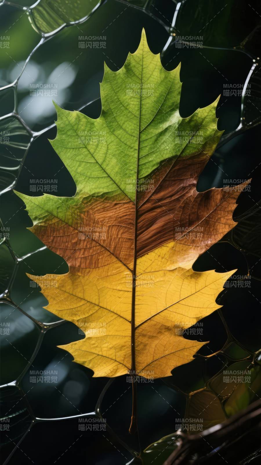 秋叶渐变之美图片