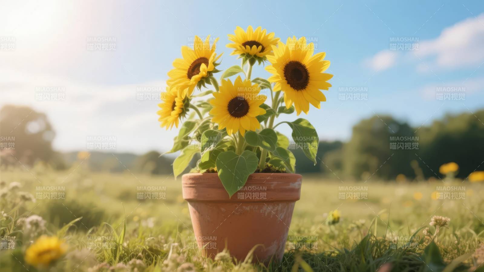 向日葵盆栽绽放图片