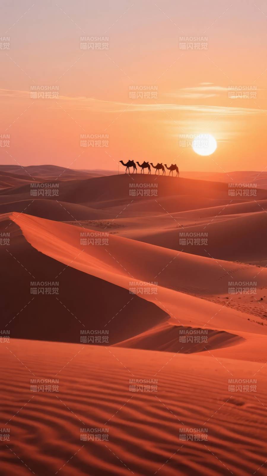 沙漠驼影夕阳图片