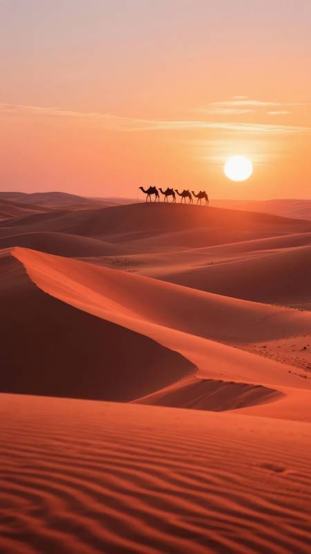 沙漠驼影夕阳图片