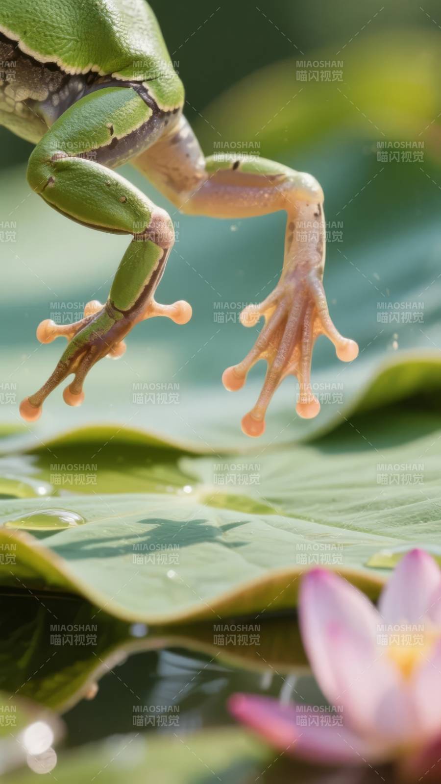 绿蛙跃荷叶图片