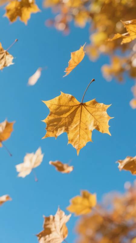 秋叶飘舞蓝天图片