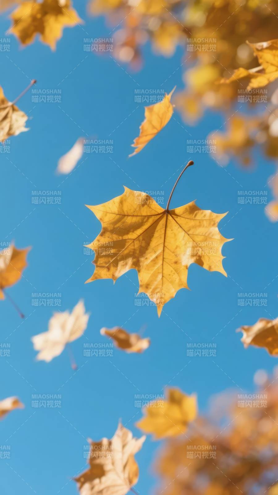 秋叶飘舞蓝天图片