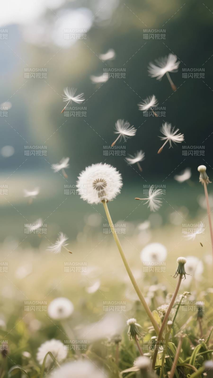 蒲公英随风飘散图片