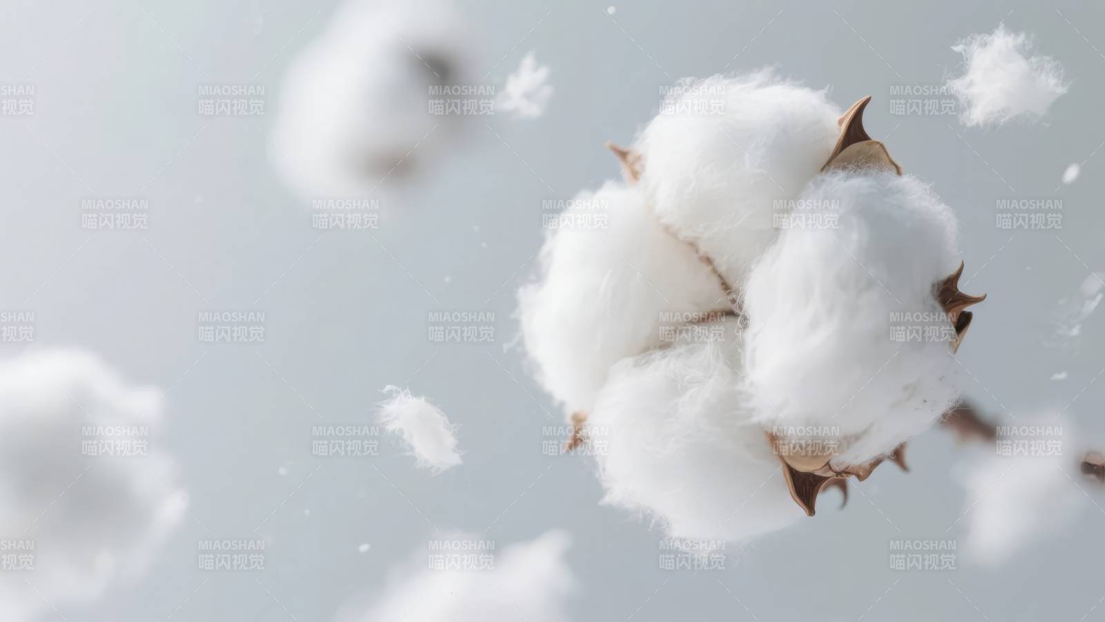 棉花飘雪图片