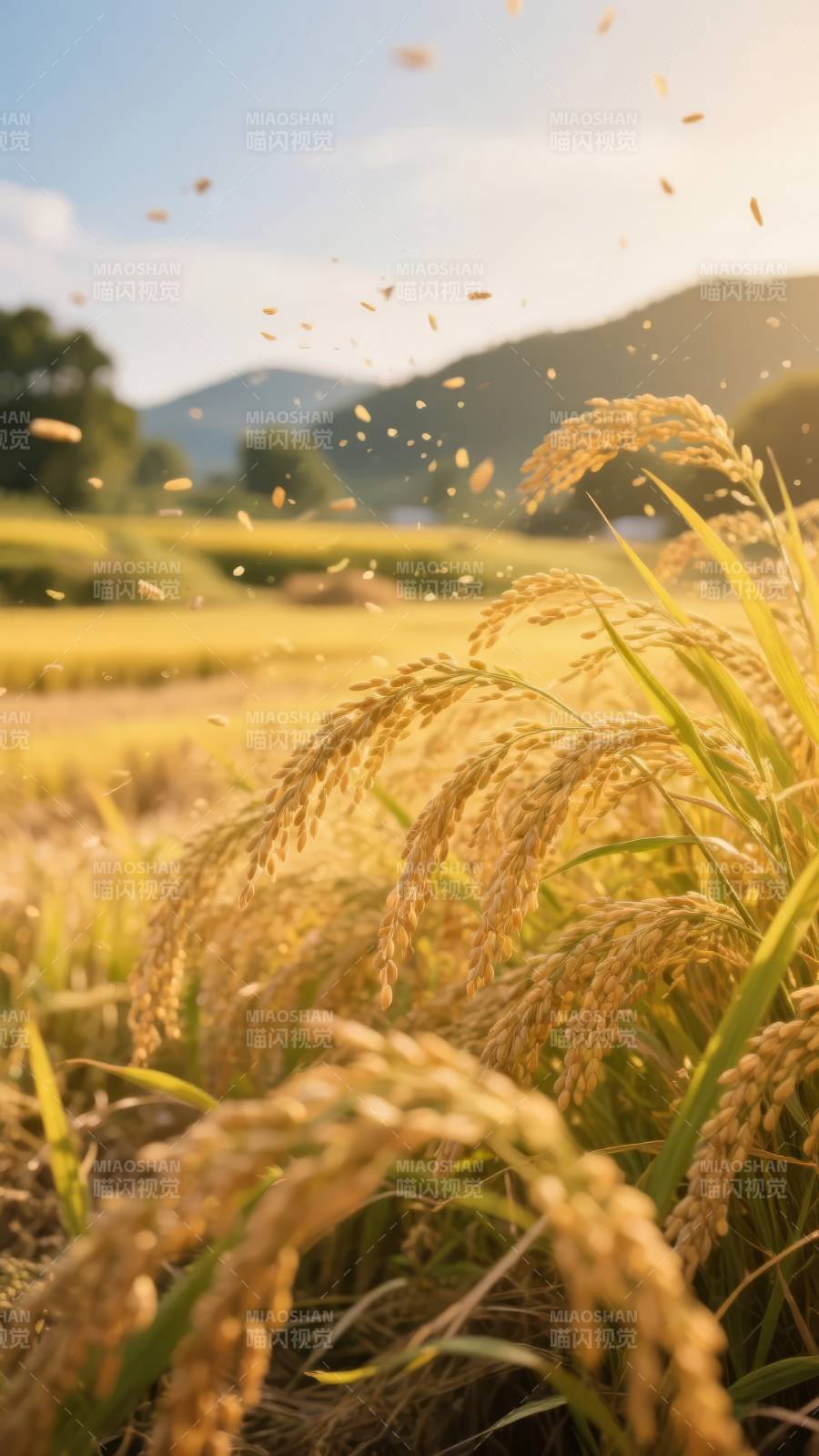 金秋稻田丰收景图片