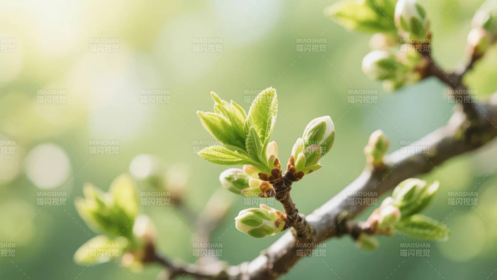 春芽初绽图片