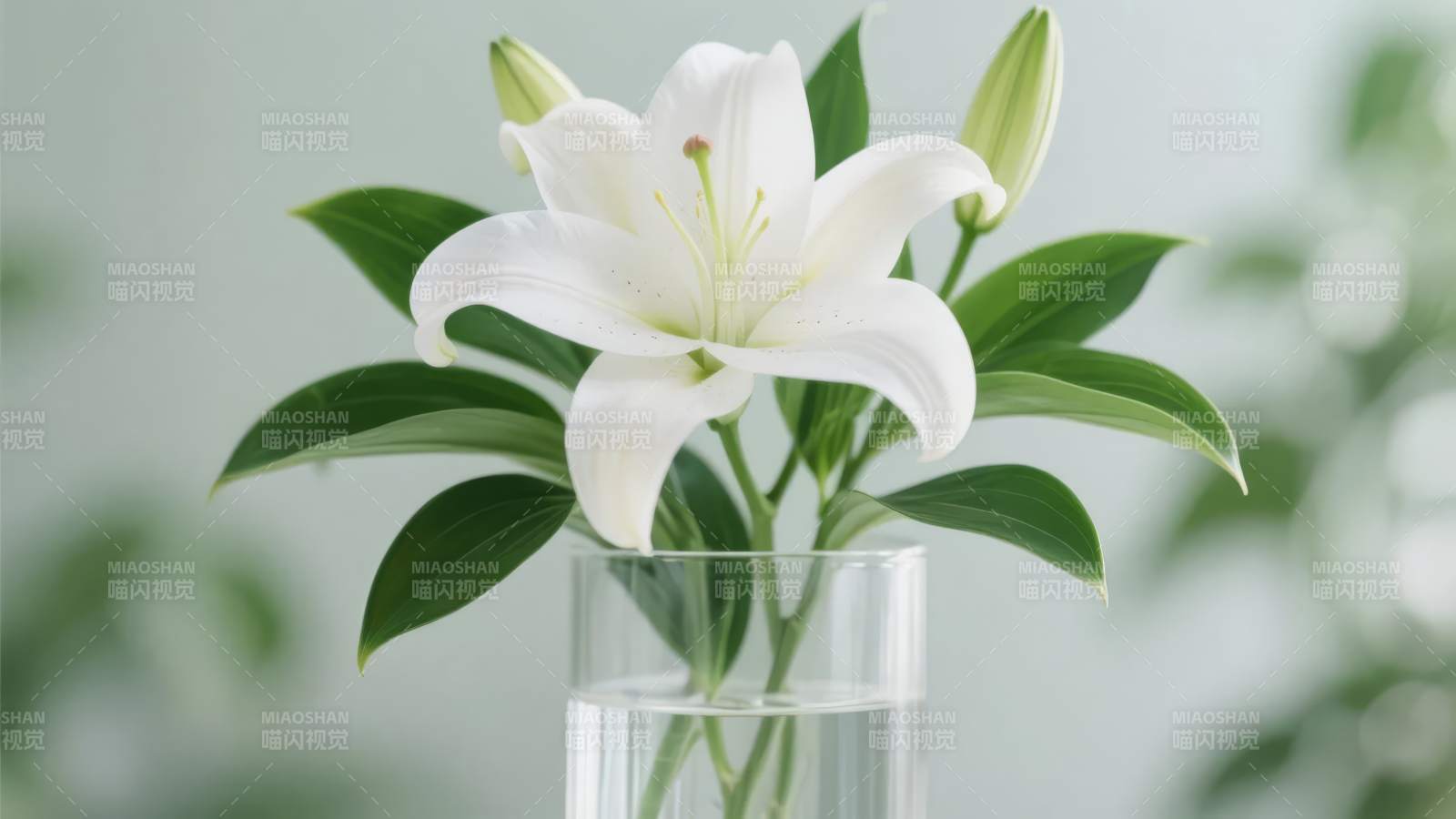 白花绿叶清雅绽放图片