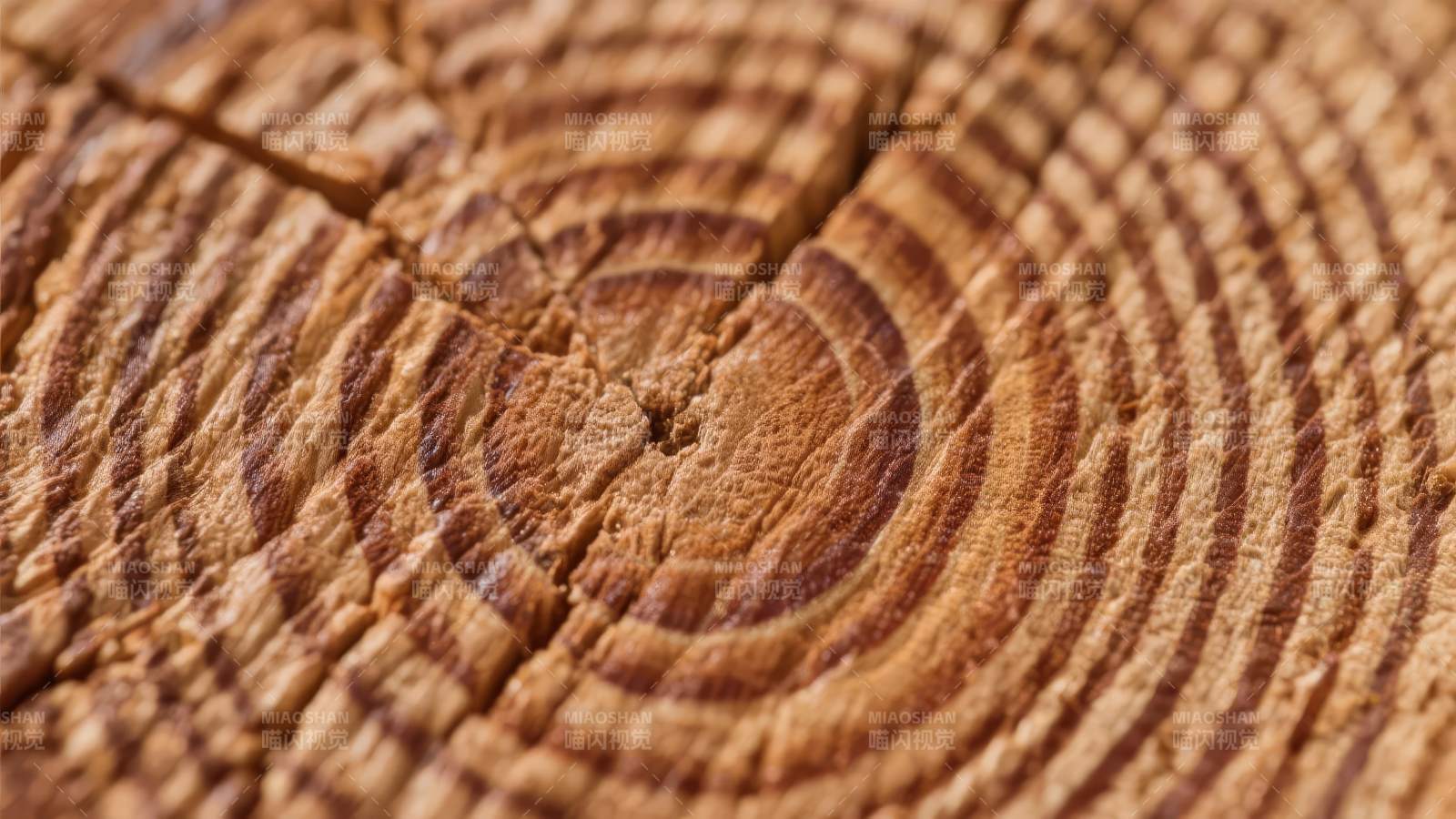 年轮纹理特写图片