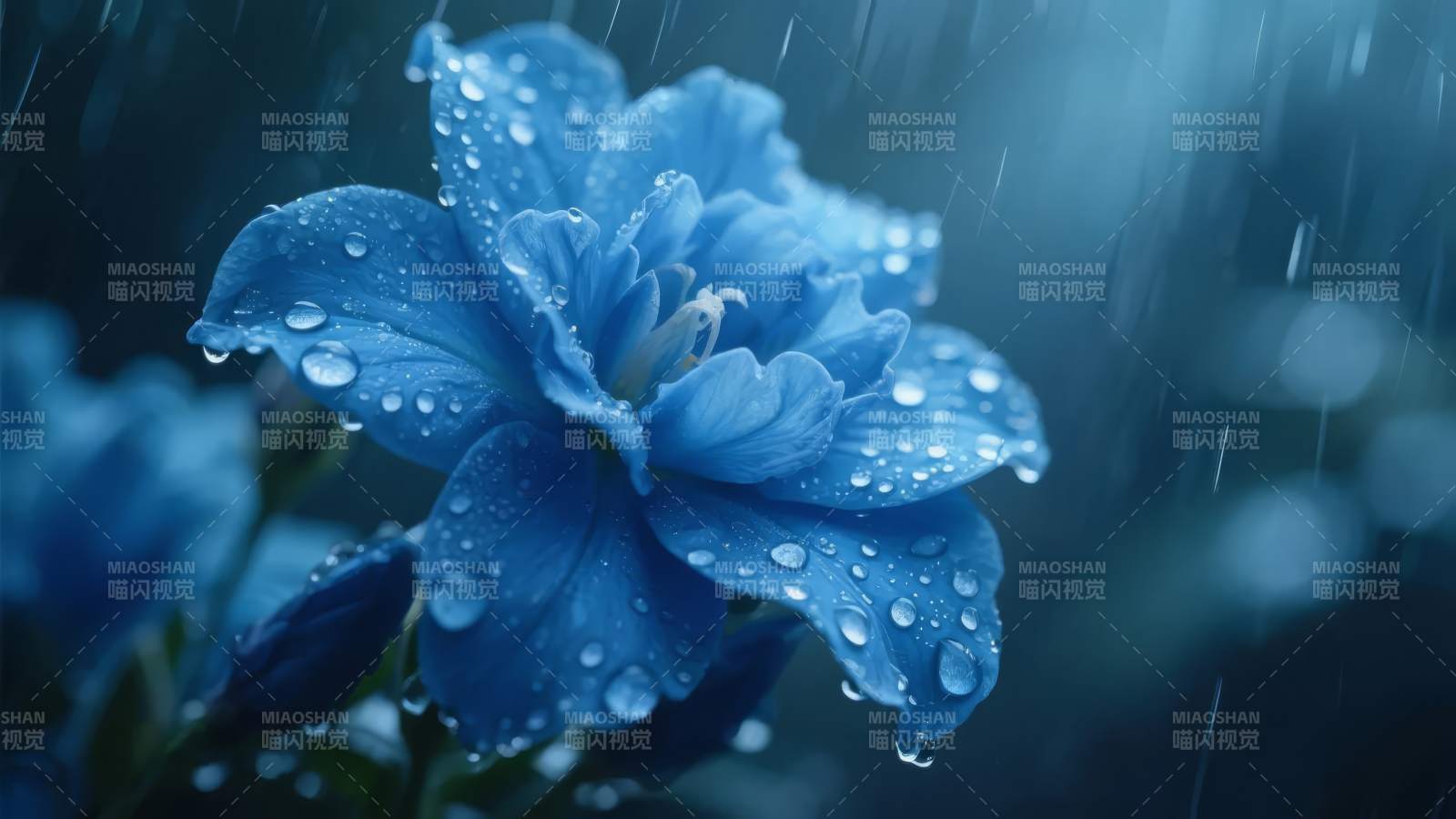 雨中蓝花绽放图片