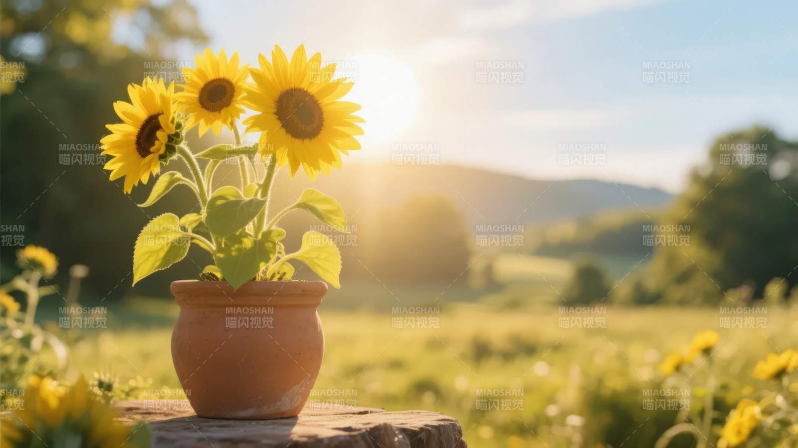 向日葵沐浴阳光图片