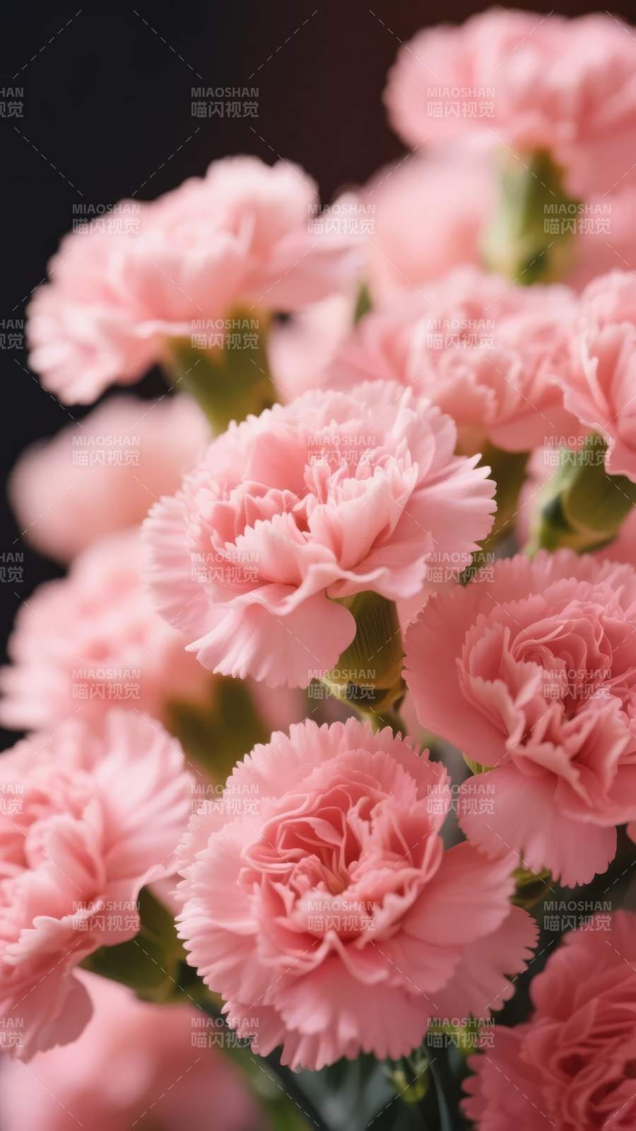 粉红康乃馨绽放图片