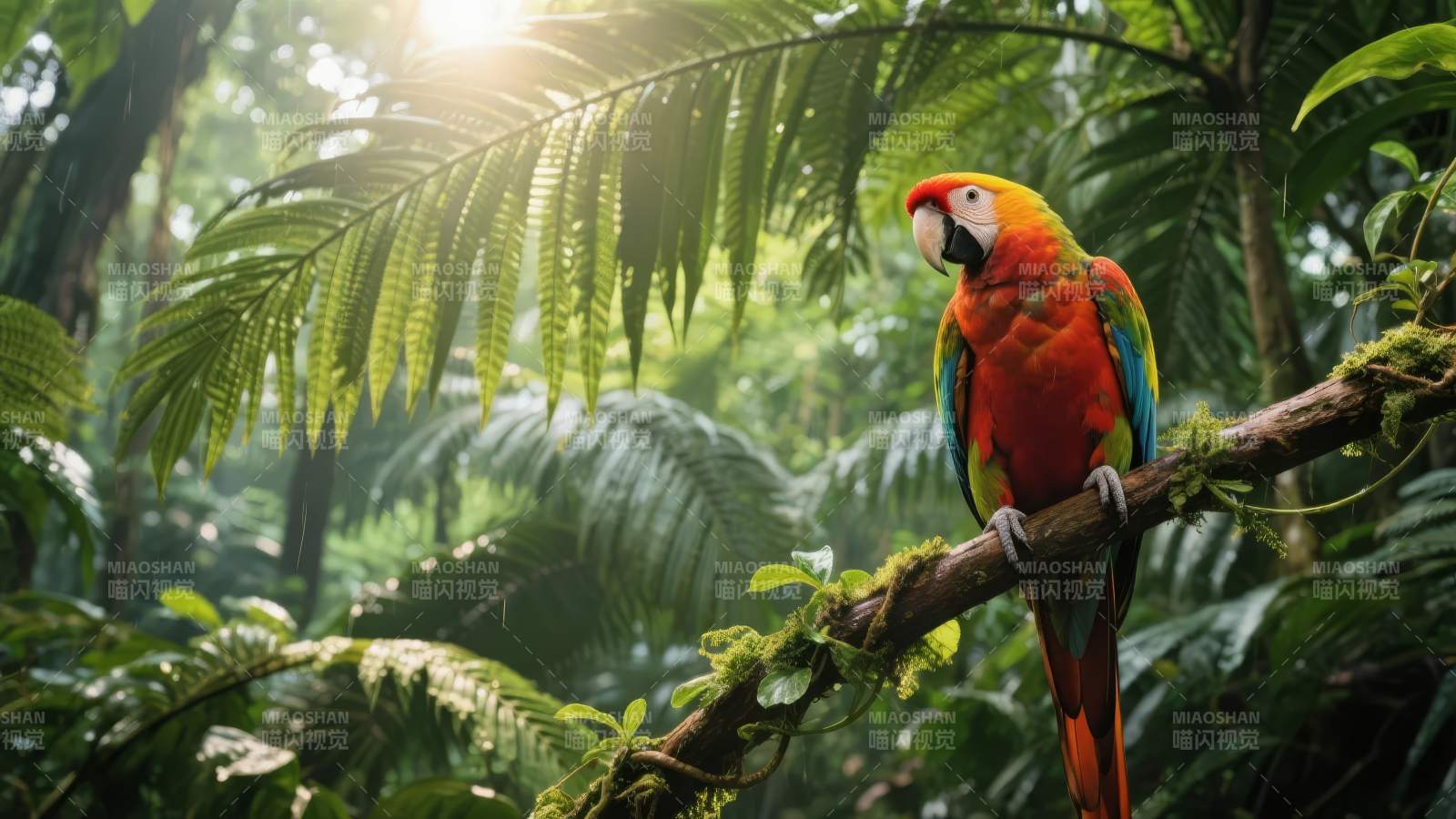 热带鹦鹉栖息枝头图片