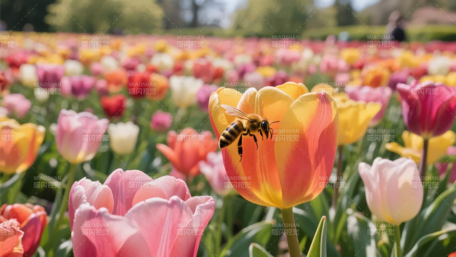 蜂采花蜜 春意盎然图片