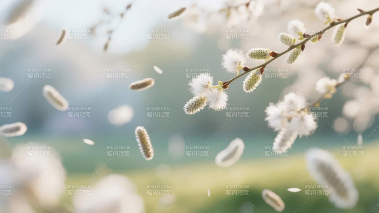 春风拂柳絮纷飞图片