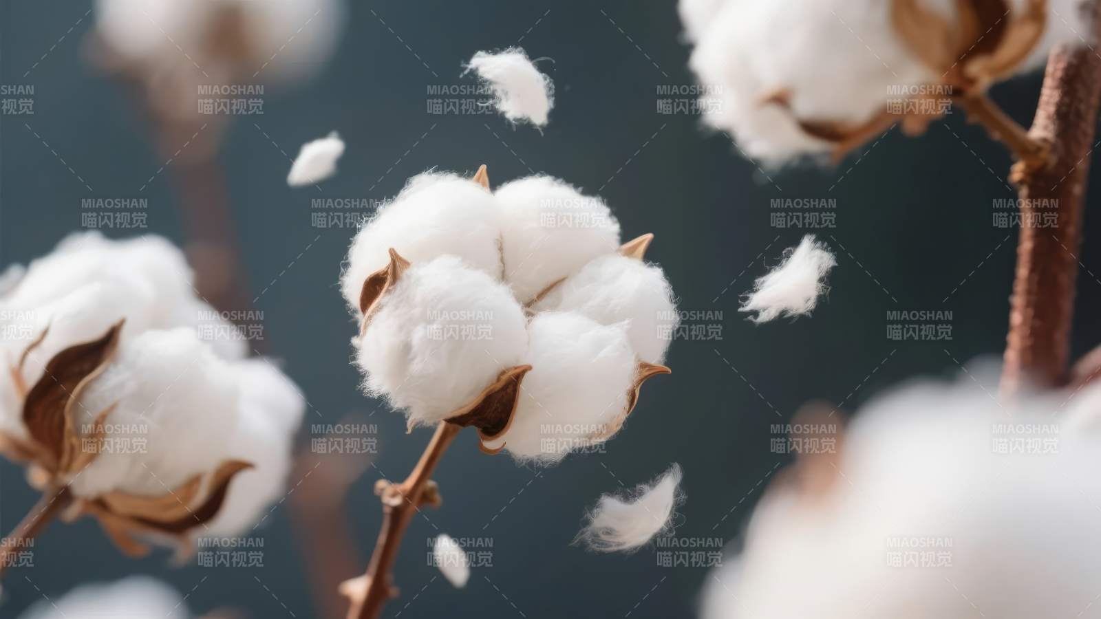 棉花飘絮图片