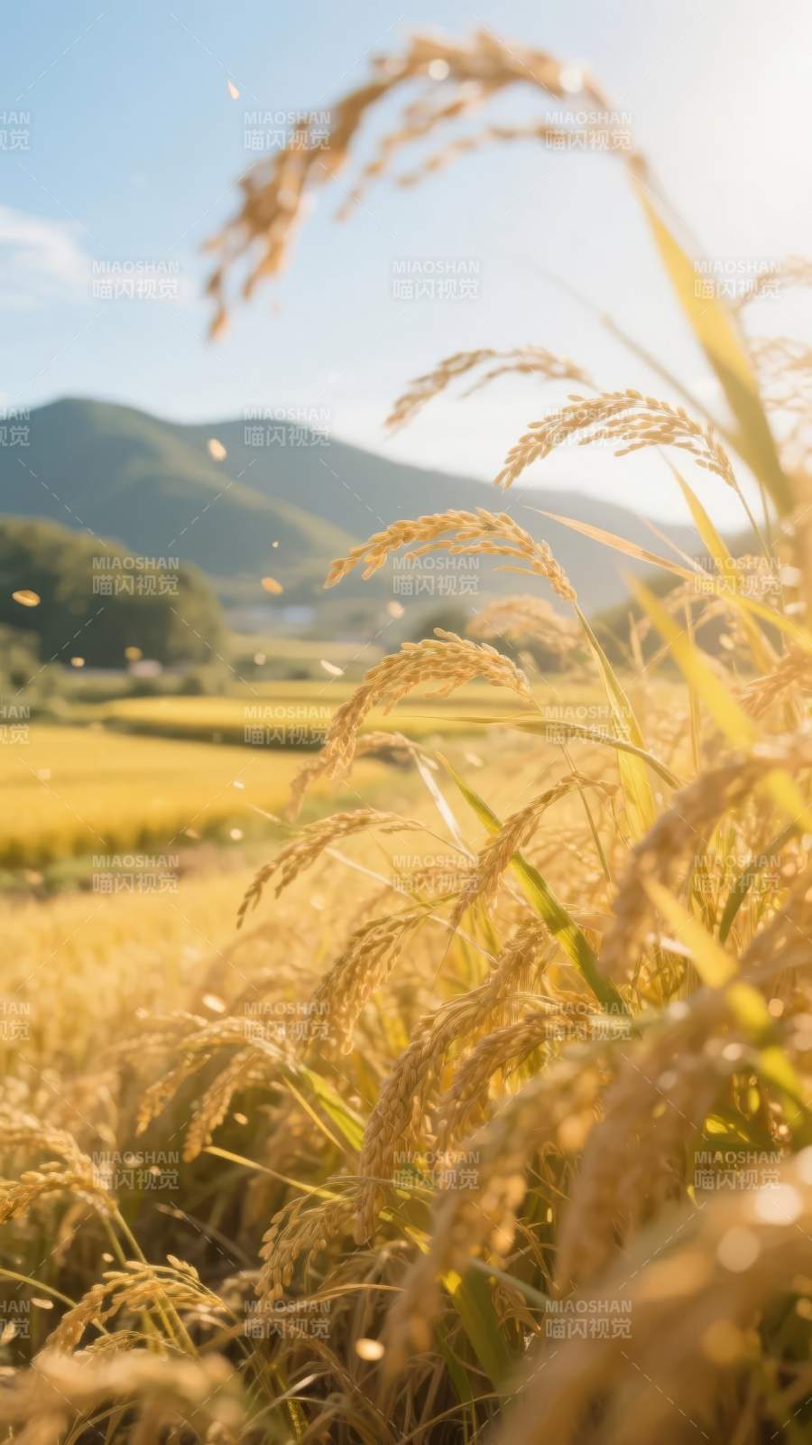 金秋稻田风光图片