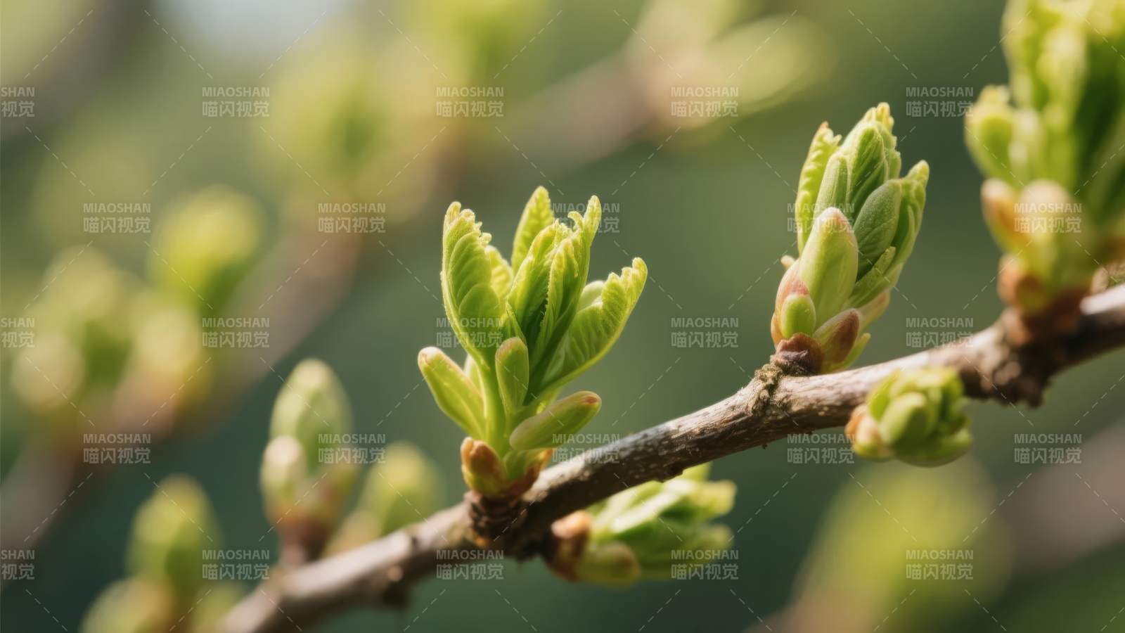 新芽初绽枝头图片