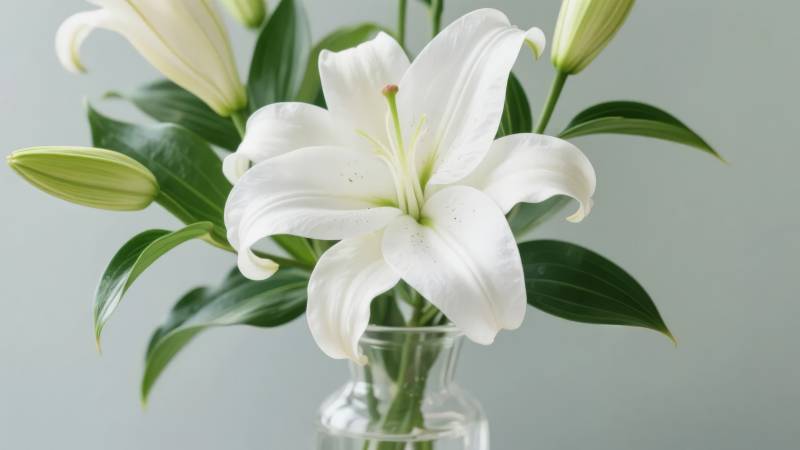 白百合静谧绽放图片