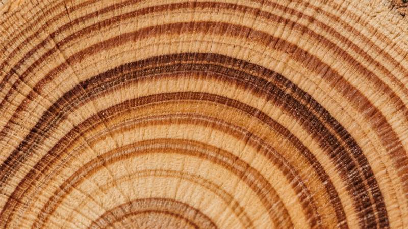 年轮纹理图片