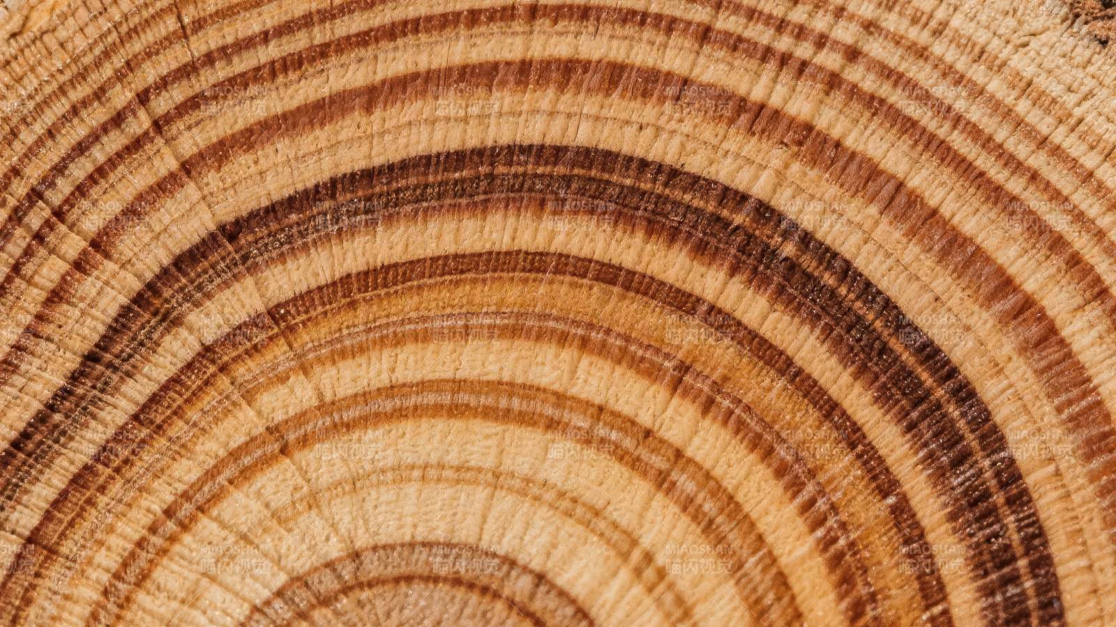 年轮纹理图片