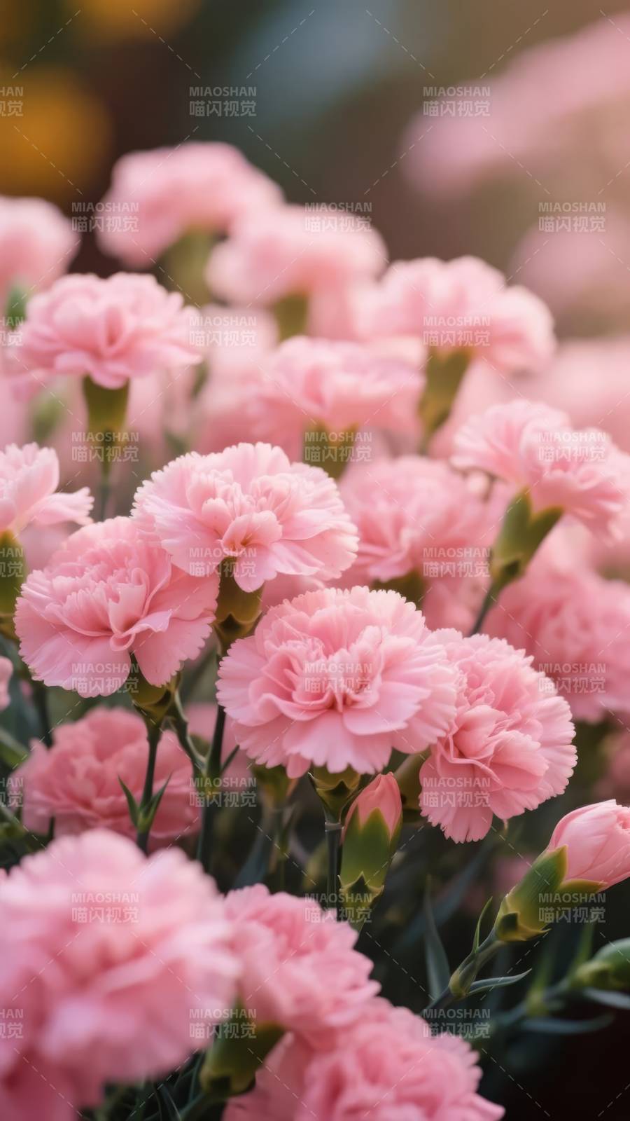 粉红康乃馨绽放图片