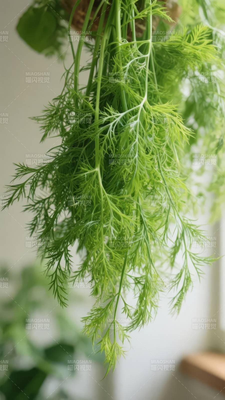 新鲜香菜垂挂枝头图片