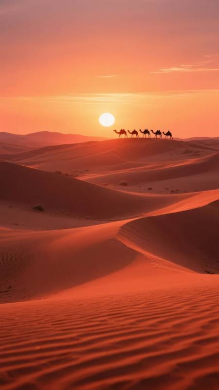 沙漠驼影夕阳图片