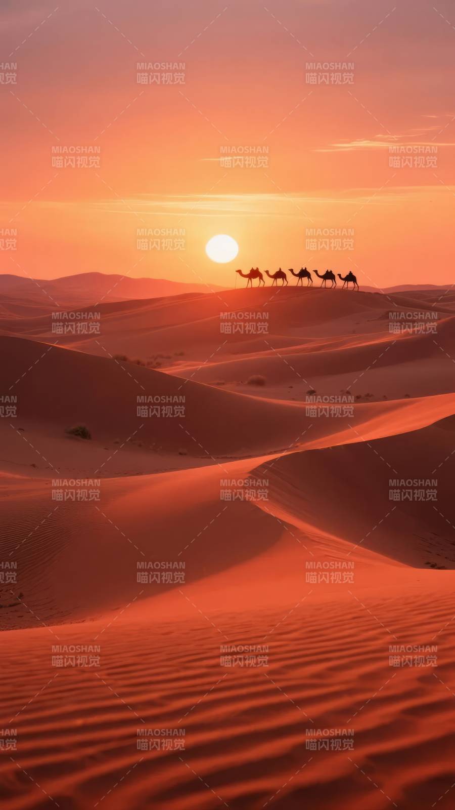 沙漠驼影夕阳图片