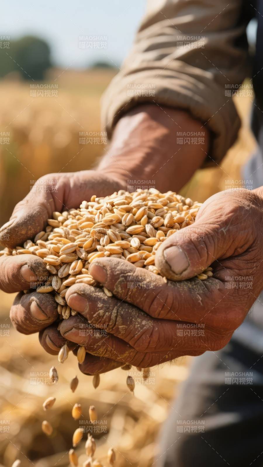 丰收在手图片