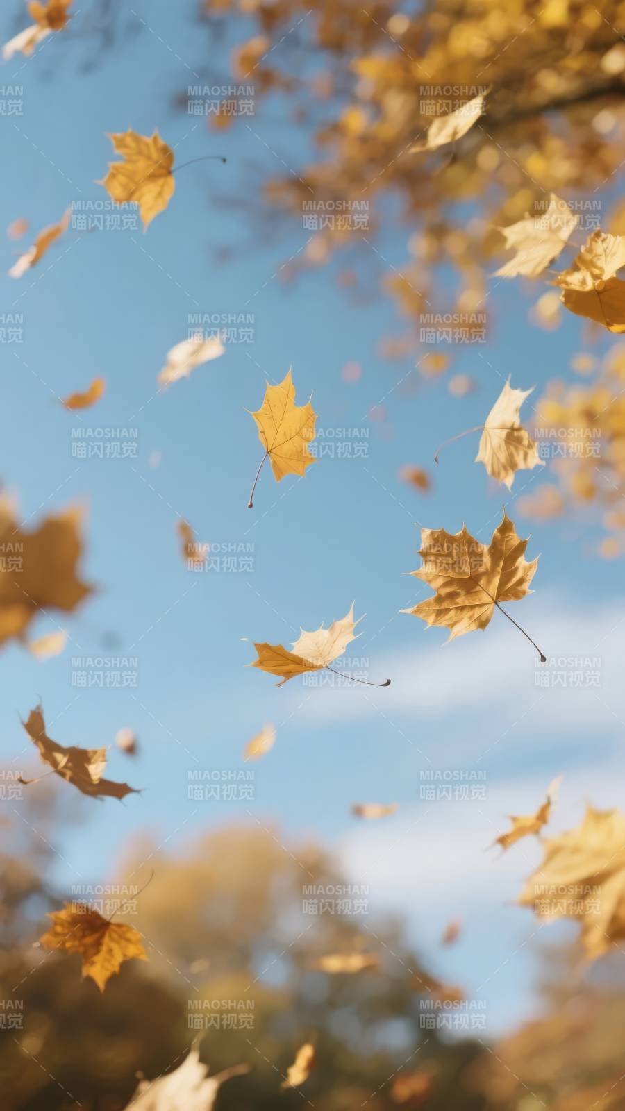 秋叶飘舞图片